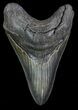 Serrated, Lower Megalodon Tooth #66194-1